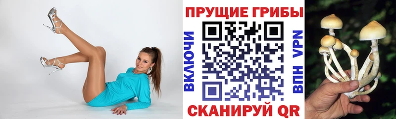 Купить  Истра  Псилоцибиновые грибы Cubensis 
